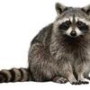LOOKING FOR A BABY RACCOON OR OPOSSUM
