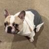 French Bulldog stud service