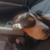 Bluetick coonhound puppy dog 1 yr