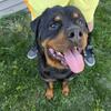 Rottweiler puppies