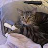 Female Cat