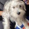 4 month old Miniature Schnauzer Puppies