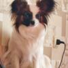 Pippi Papillon looking for new home