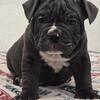 Bluey American bully