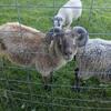 Icey Shetland Proven Ram
