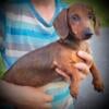 Shaded Red Male Dachshund Puppy $400