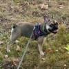 AKC female French bulldog puppy