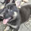 Female German Shepherd pups