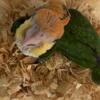 Baby caiques