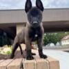 Advanced Belgian Malinois Pups