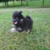 Pomeranian puppies males and females