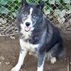 Male Siberian Husky