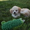 Franklin Maltipoo🐶