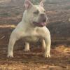 1 and a half yr old UKC Female Bully