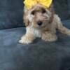 Mini goldendoodles available