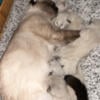 Gorgeous Ragdoll kittens