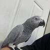 African grey