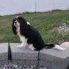 AKC Cavalier King Charles Spaniel STUD