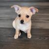 3 Male Chihuahua Puppies (9 Weeks Old)