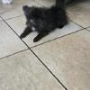Black Pomeranian 