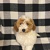 Mini F1B Goldendoodle Female