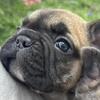 French Bulldog Puppies
