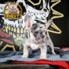 Akc Merle frenchie 719-358-0118