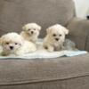 Male and female maltese puppies