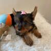 AKC Registered Yorkshire Terriers Teacups Males & Females