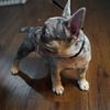 Lilac and tan Merle male French bulldog for sale