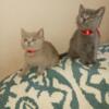 British Shorthair kittens