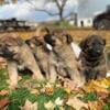 Akc sable German Shepherd puppies call 