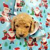 Goldendoodle puppies 
