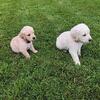 Golden retriever English cream puppies 