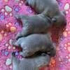 French Bulldog Puppies 