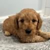 Diesel-Mini Goldendoodle Puppy