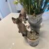 Sphynx Kittens Looking for new home 