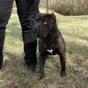 Alapaha pitbull pups