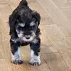 Miniature Schnauzer puppies AKC