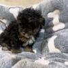 Phantom toy poodle female available (CKC registered)