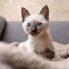Gentle-meow siameses