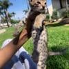 Savannah kittens high quality