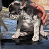 French bulldog Puppies 