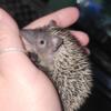 Madagascar Lesser tenrec hedgehog