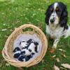 AKC English Springer Spaniel puppies 