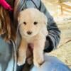 Great Pyrenees Farm Puppies Ready for New Homes