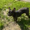 AKC 11 mo Male French Bulldog