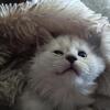 TICA registered Maine Coon cats