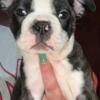 Boston Terrier Males Ready Now