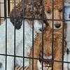 Standard poodle AKC